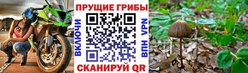 Галлюциногенные грибы Psilocybine cubensis  Шали 